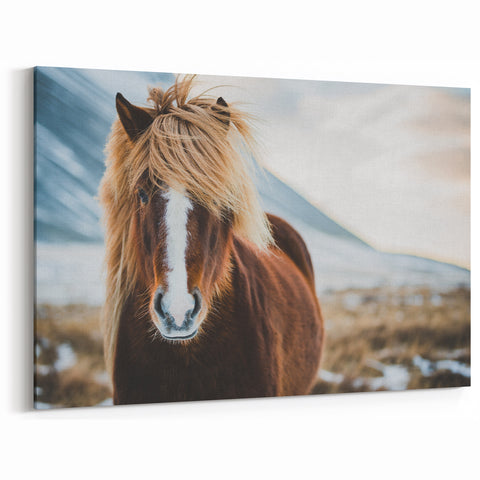 Iceland Photography - Icelandic Horse Canvas Print