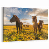 Iceland Landscape Art - Icelandic Horses at Sunset Canvas Print