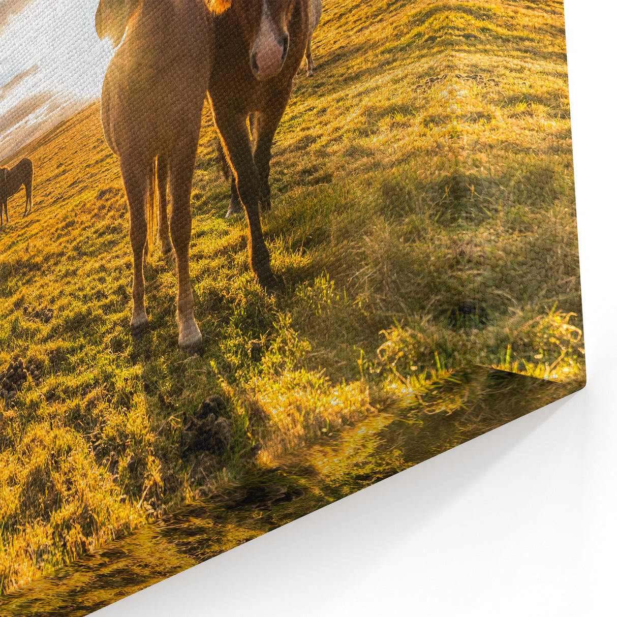 Iceland Landscape Art - Icelandic Horses at Sunset Canvas Print