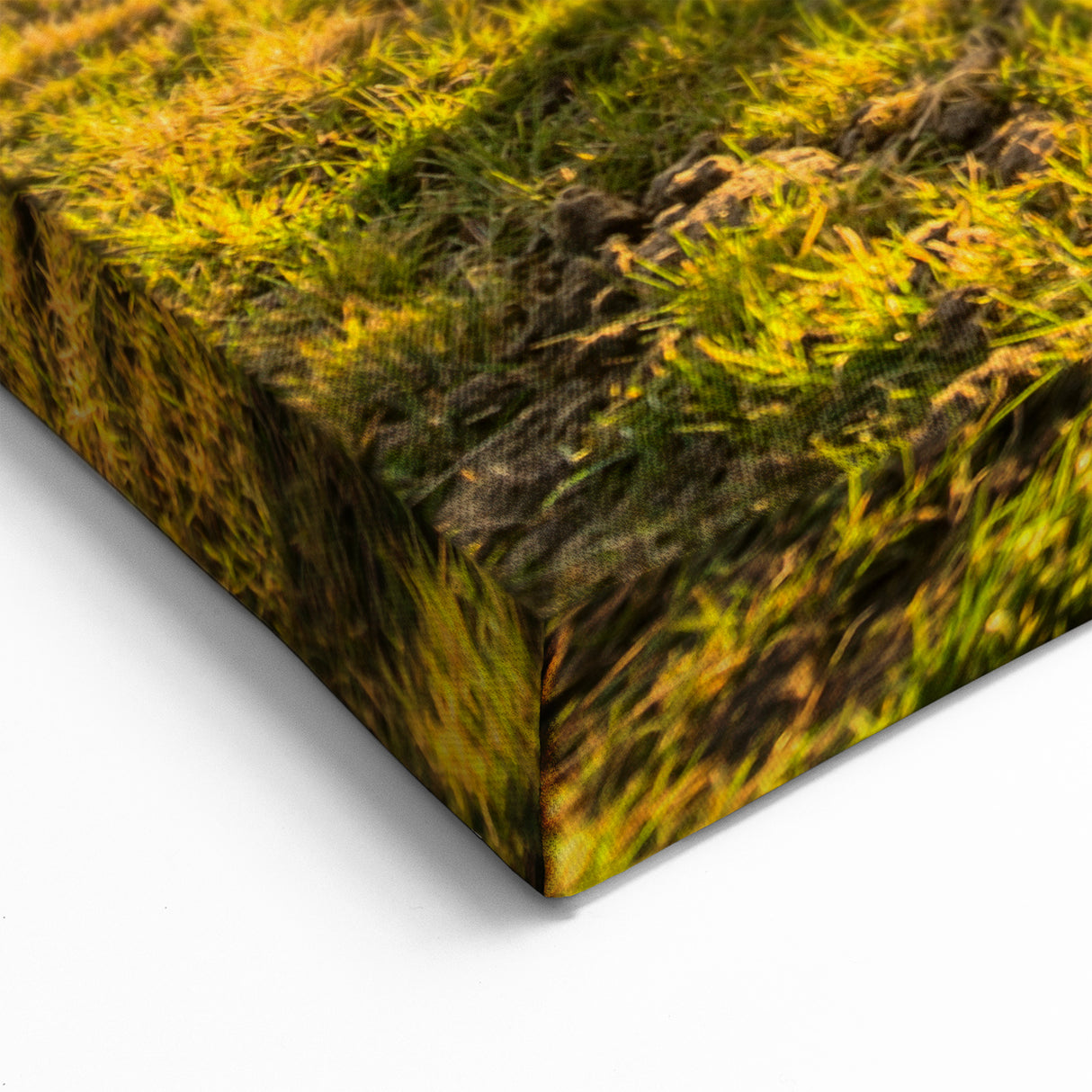 Iceland Landscape Art - Icelandic Horses at Sunset Canvas Print