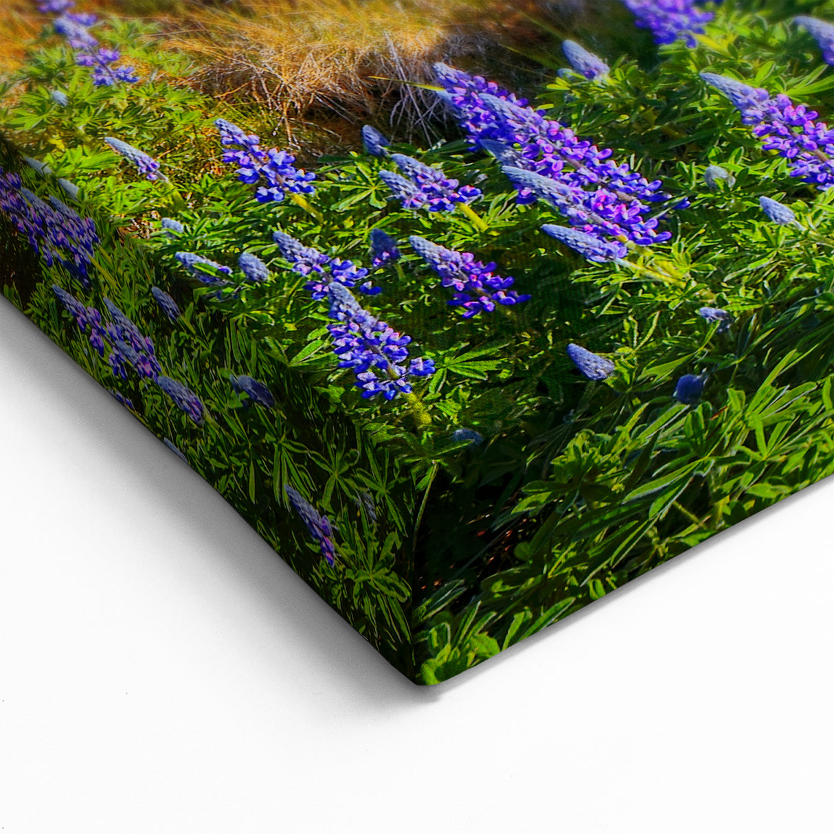 Iceland Scenery Art - Vestrahorn Mountains and Lupine Flowers Canvas Print