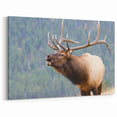 Rocky Mountains Wall Art - Majestic Elk in Colorado Nature Photography