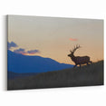 Majestic Elk at Sunset in Colorado Landscape - Rocky Mountain Art Prints