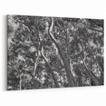 Telluride Aspen Trees Photography - Black and White Nature Wall Art Print