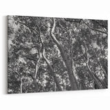 Telluride Aspen Trees Photography - Black and White Nature Wall Art Print