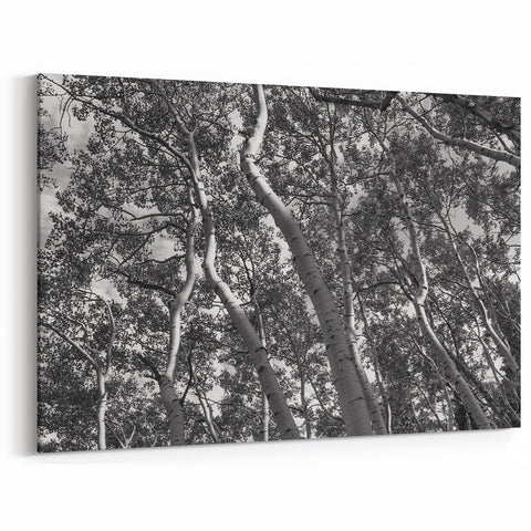 Telluride Aspen Trees Photography - Black and White Nature Wall Art Print