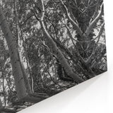 Telluride Aspen Trees Photography - Black and White Nature Wall Art Print