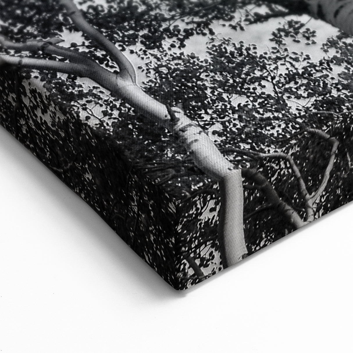 Telluride Aspen Trees Photography - Black and White Nature Wall Art Print