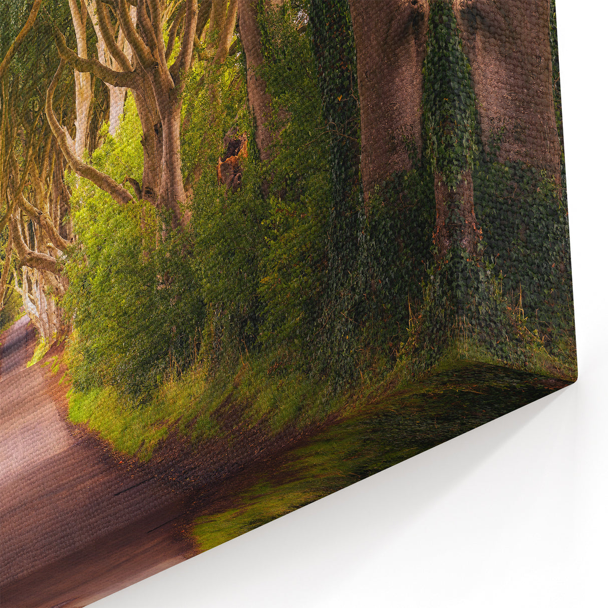 Irish Landscape Art - Enchanted Tree Tunnel on Forest Road