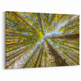 Stunning Olympic National Park Wall Art - Majestic Forest Canopy Canvas