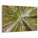 Stunning Olympic National Park Wall Art - Majestic Forest Canopy Canvas