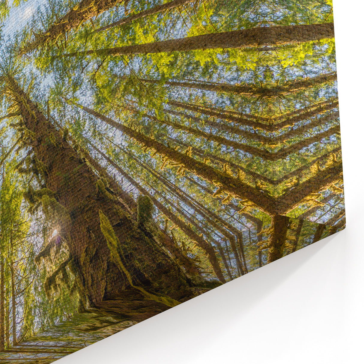 Stunning Olympic National Park Wall Art - Majestic Forest Canopy Canvas