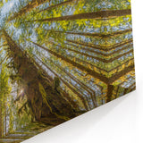 Stunning Olympic National Park Wall Art - Majestic Forest Canopy Canvas