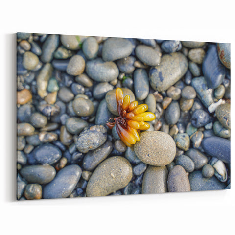 Landscape Art of Olympic National Park-Close-Up of Pebbles and Seaweed