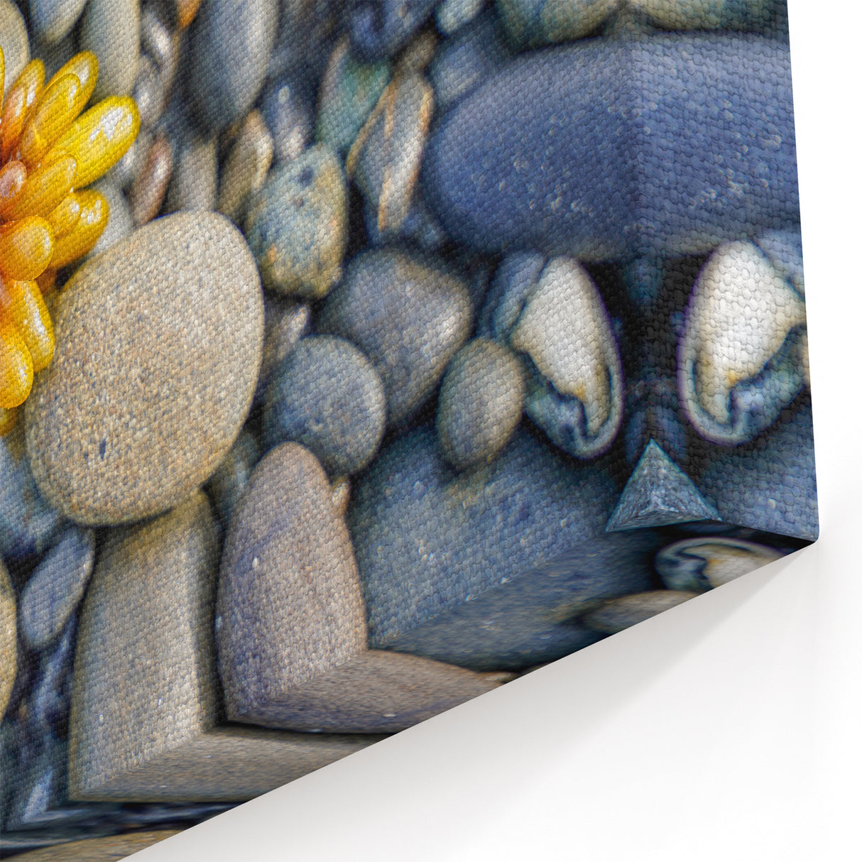 Landscape Art of Olympic National Park-Close-Up of Pebbles and Seaweed