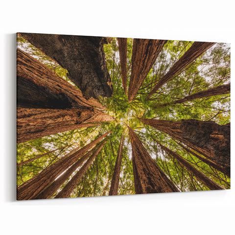 Majestic Redwoods of Big Sur – California Nature Photography Wall Art