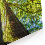 Sunlit Redwoods of Big Sur – Stunning California Forest Photography Art