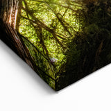 Sunlit Redwoods of Big Sur – Stunning California Forest Photography Art