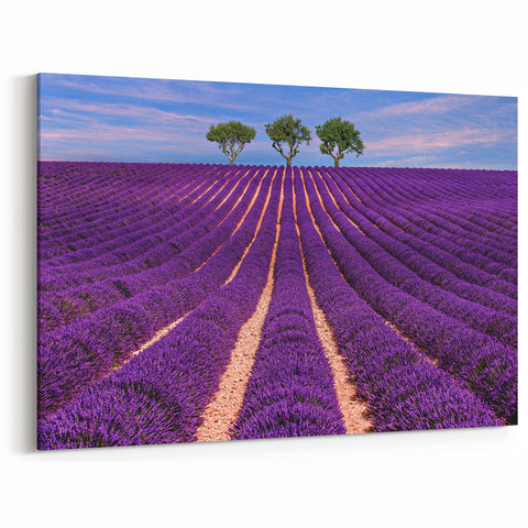 Provence Landscape Print - Endless Lavender Rows with Trees in the Distance
