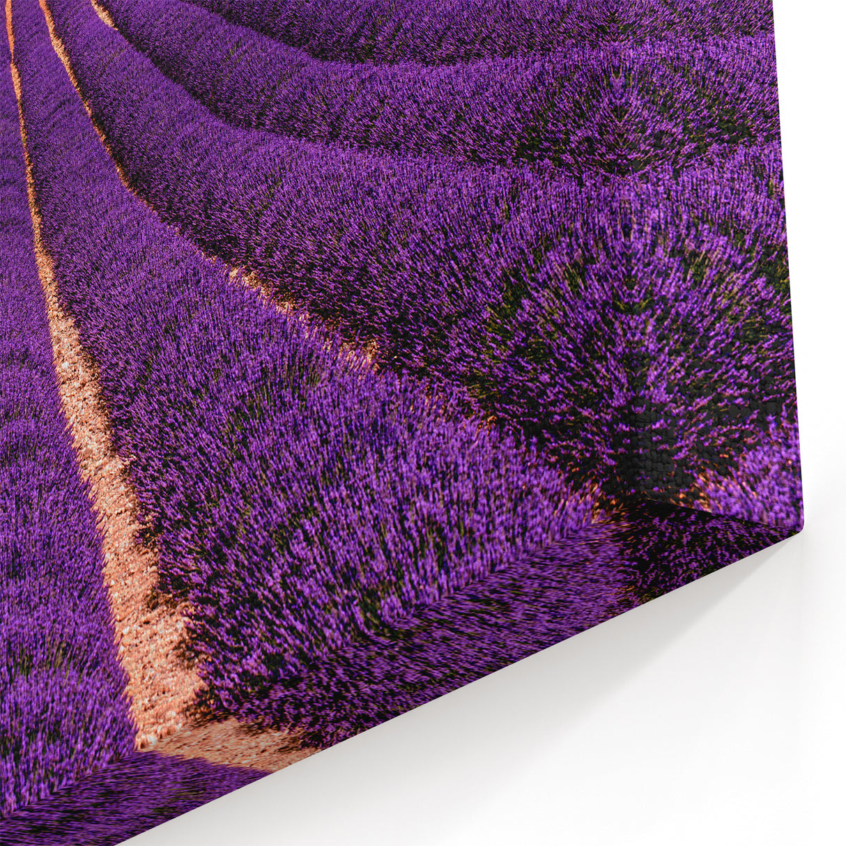 Provence Landscape Print - Endless Lavender Rows with Trees in the Distance