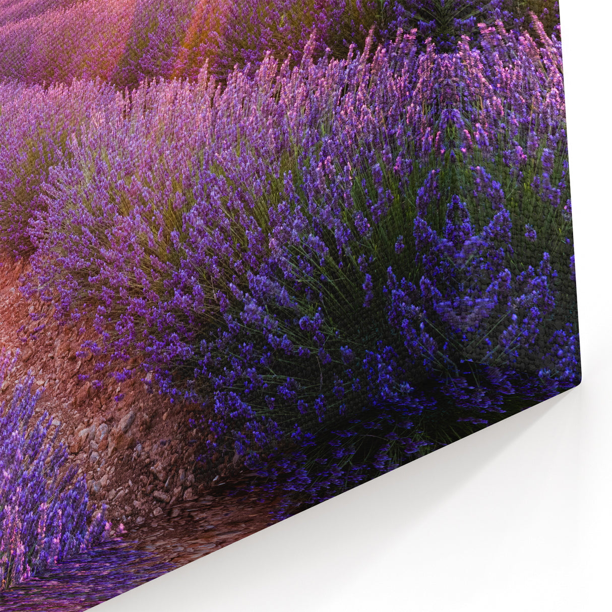 Lavender Field Artwork - Sunset Over Rows of Lavender in Provence