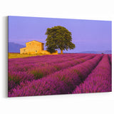 Provence Wall Art - Lavender Fields with Rustic Farmhouse and Tree