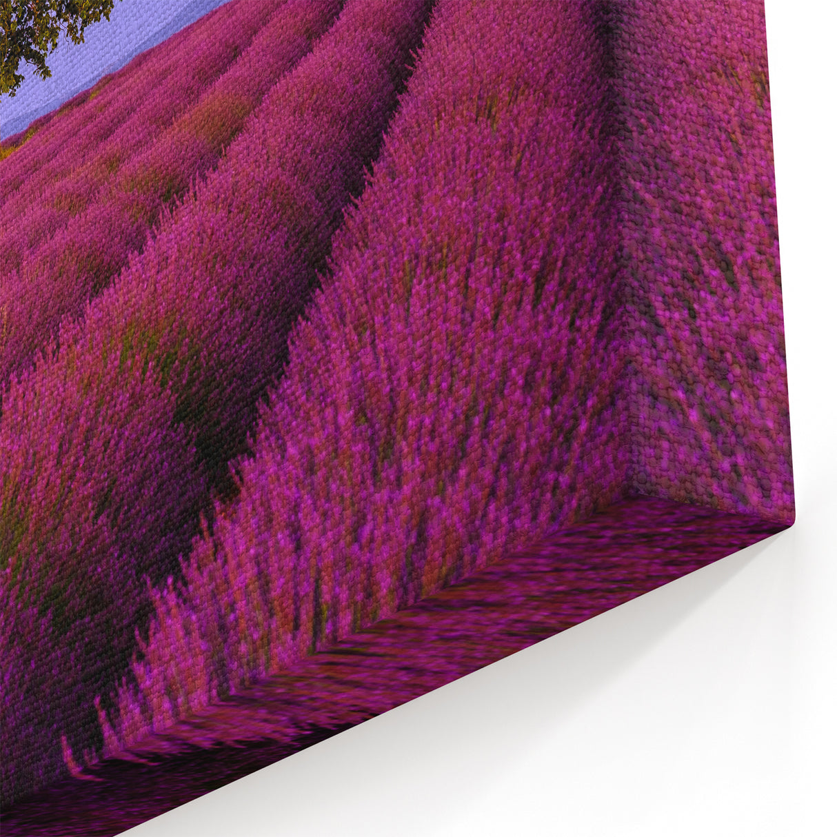 Provence Wall Art - Lavender Fields with Rustic Farmhouse and Tree