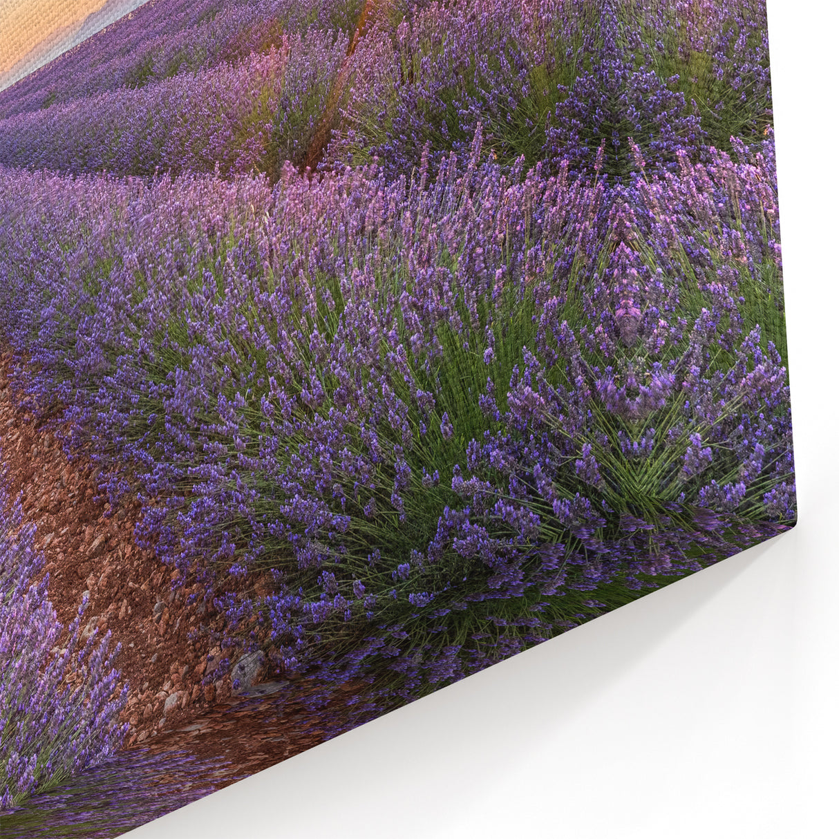 Provence Landscape Print - Sunset Over Lavender Fields and Cottage