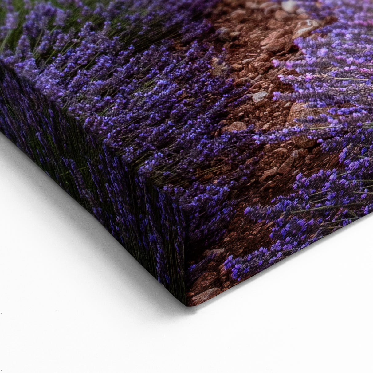 Provence Landscape Print - Sunset Over Lavender Fields and Cottage