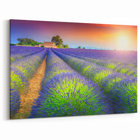 Lavender Field Artwork - Vibrant Rows of Lavender at Sunrise in Provence