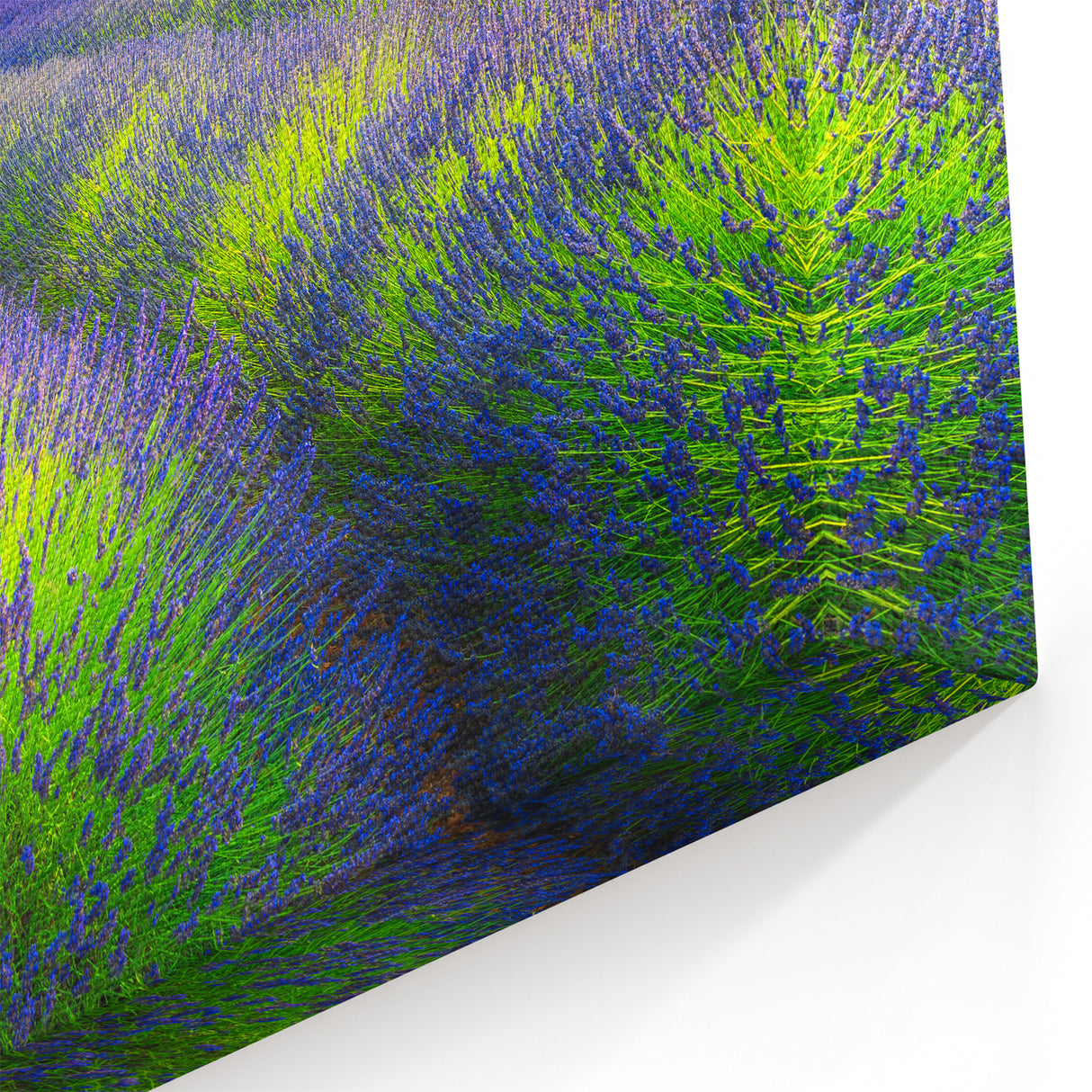Lavender Field Artwork - Vibrant Rows of Lavender at Sunrise in Provence