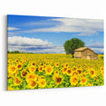South of France Wall Art - Sunflower Field Provence Art Prints