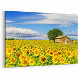 South of France Wall Art - Sunflower Field Provence Art Prints
