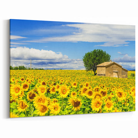 South of France Wall Art - Sunflower Field Provence Art Prints