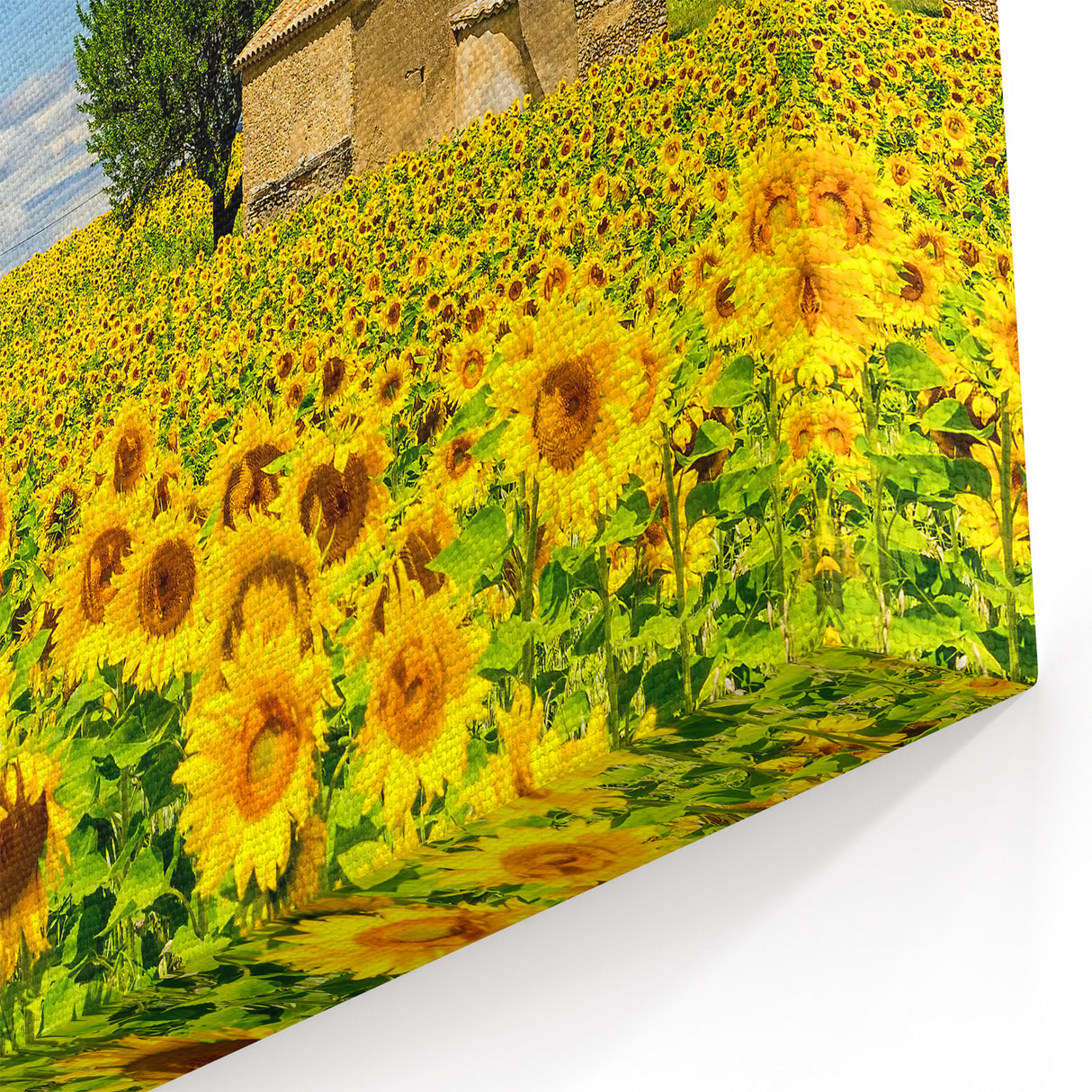 South of France Wall Art - Sunflower Field Provence Art Prints