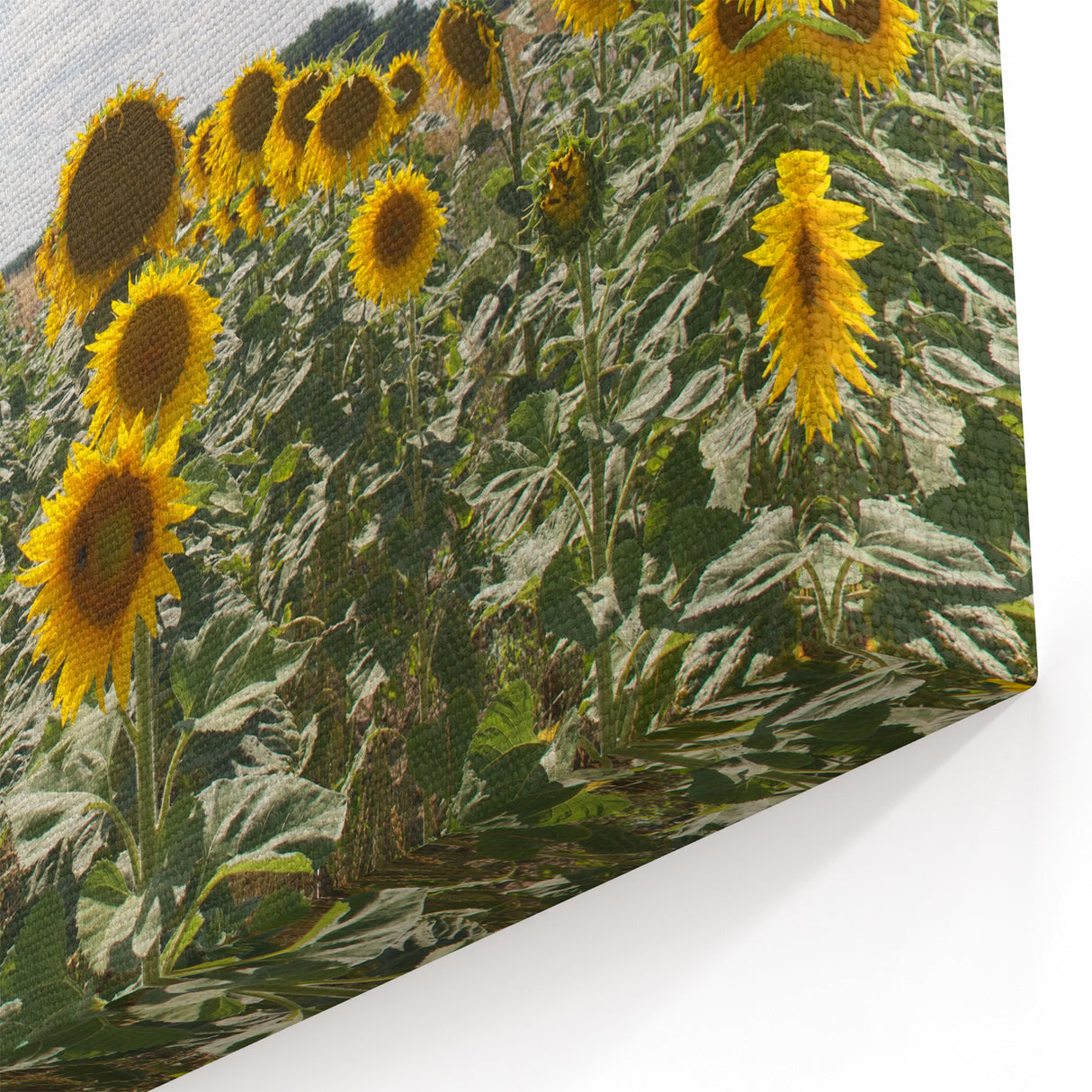 French Countryside Wall Decor - Provence Sunflower Field Art Prints
