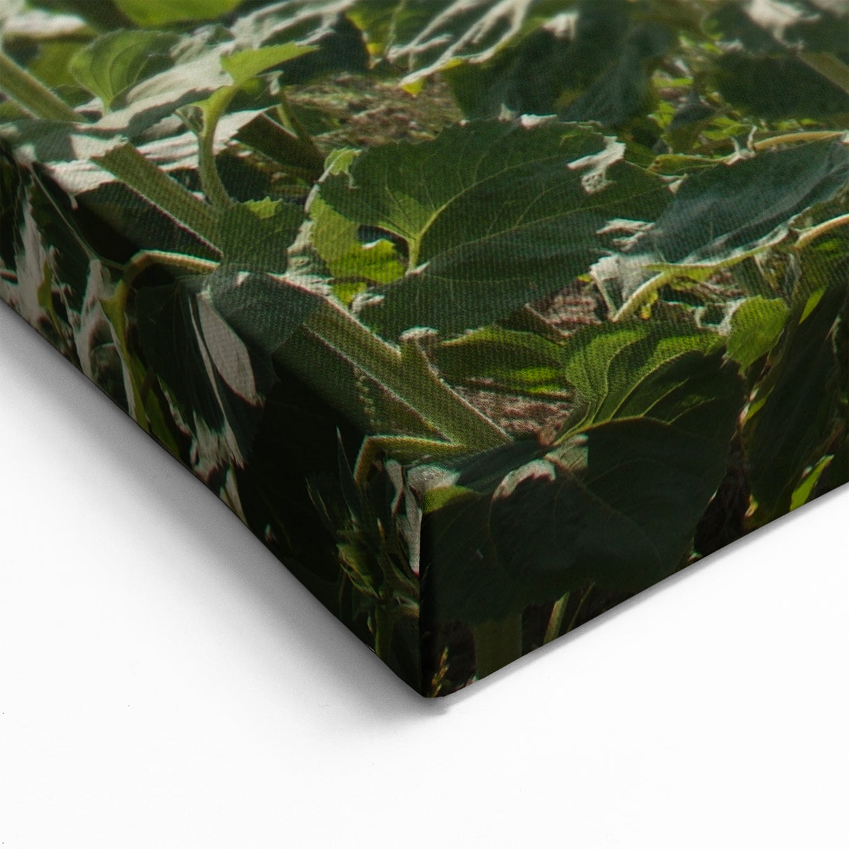 French Countryside Wall Decor - Provence Sunflower Field Art Prints