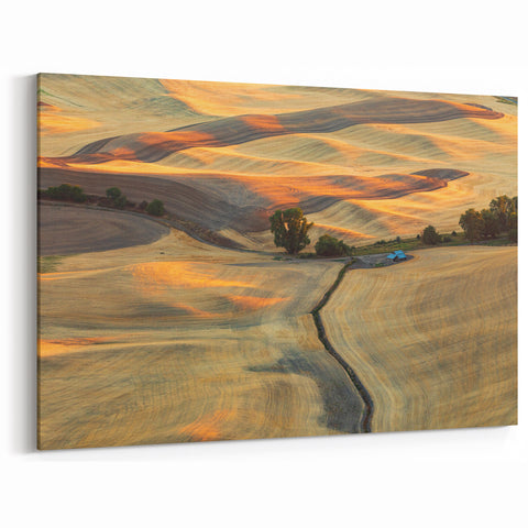 Palouse Wall Art - Rolling Fields in Golden Light on Canvas or Acrylic