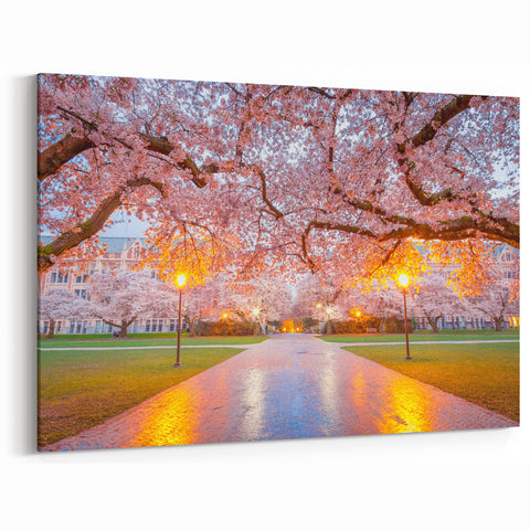 Cherry Blossoms in Full Bloom – Scenic Spring Seattle Photography Art
