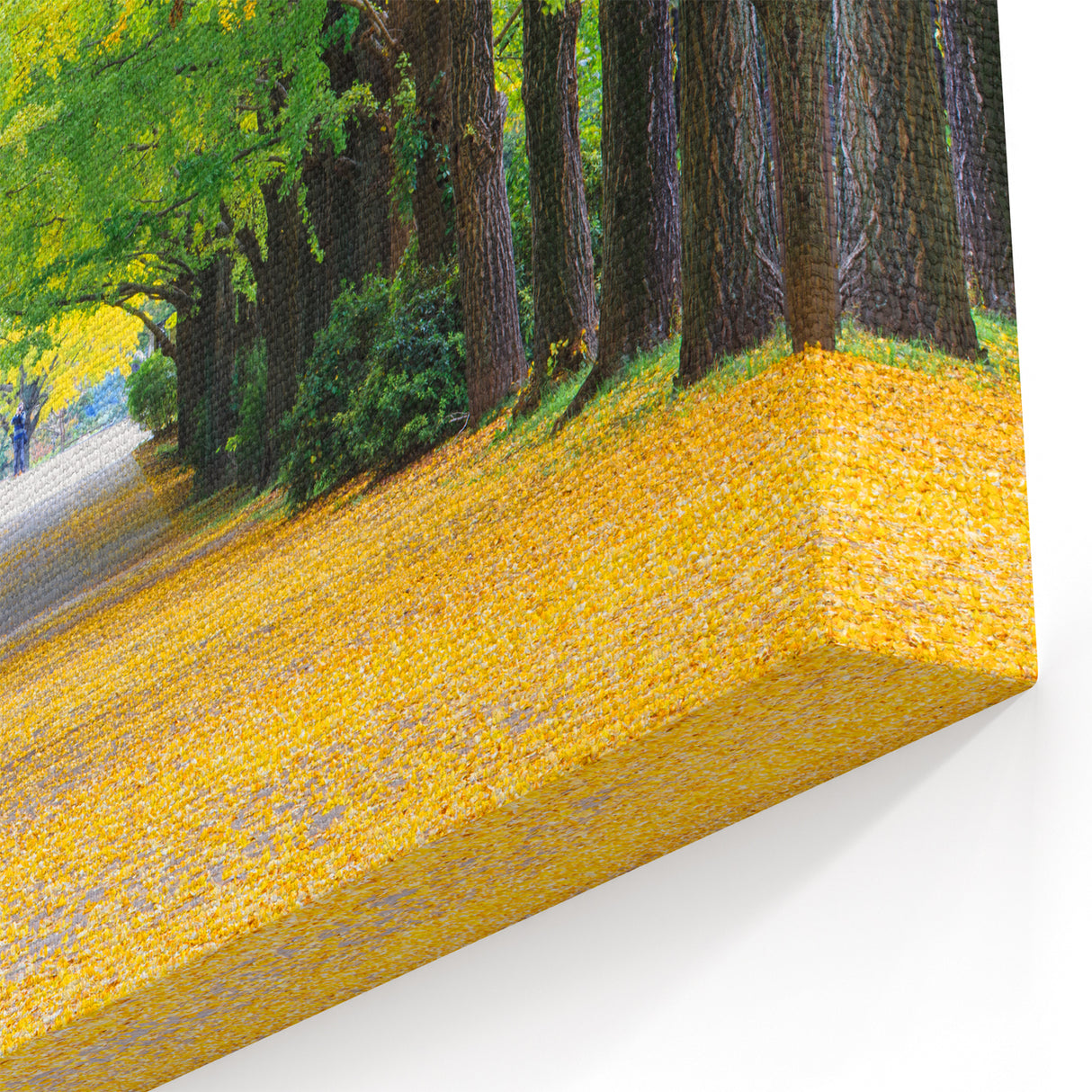 Virginia Nature Art - Tree-Lined Path in Spring Scenic Photography Print