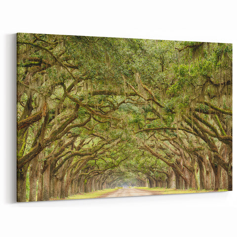 Historic Oak Tree Tunnel - Savannah Scenic Photography Georgia Art Prints