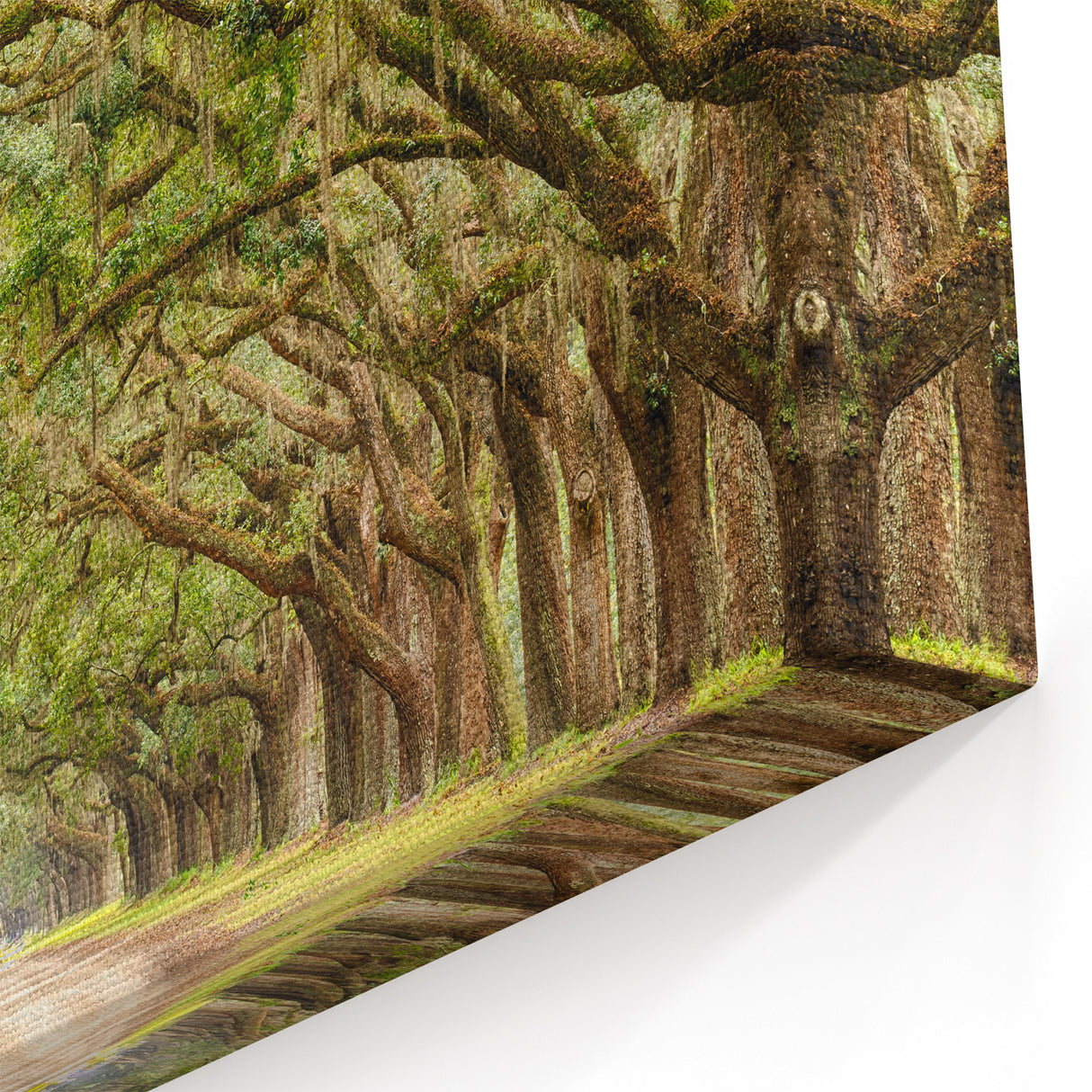 Historic Oak Tree Tunnel - Savannah Scenic Photography Georgia Art Prints