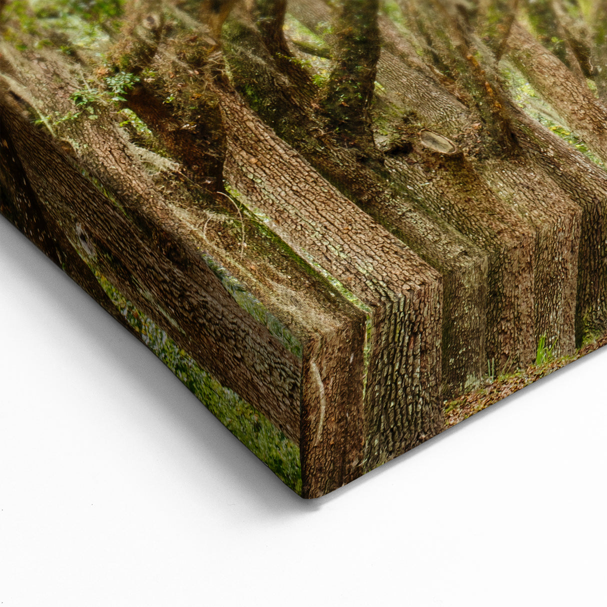 Historic Oak Tree Tunnel - Savannah Scenic Photography Georgia Art Prints