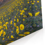 California Desert Bloom - Vibrant Death Valley Landscape Art Prints