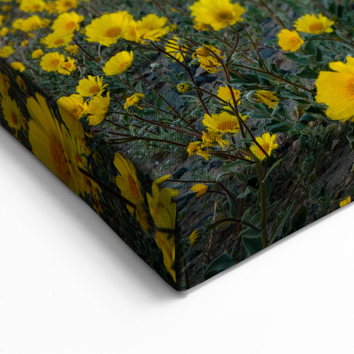 California Desert Bloom - Vibrant Death Valley Landscape Art Prints