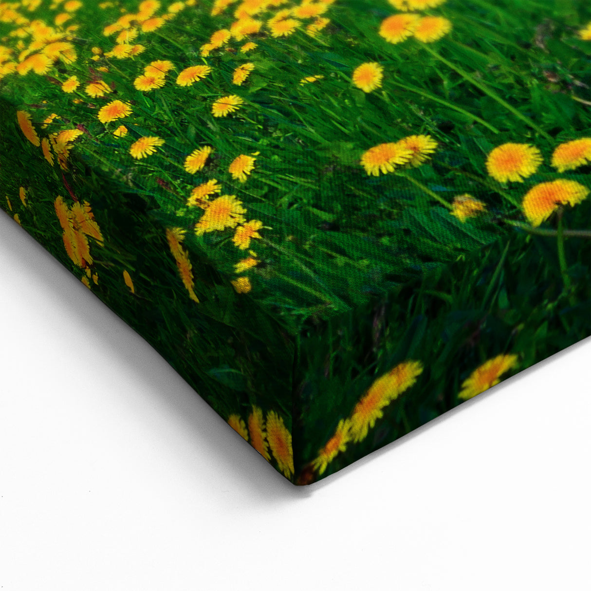 Italy Nature Artwork - Dolomites Canvas Print with Flower Fields