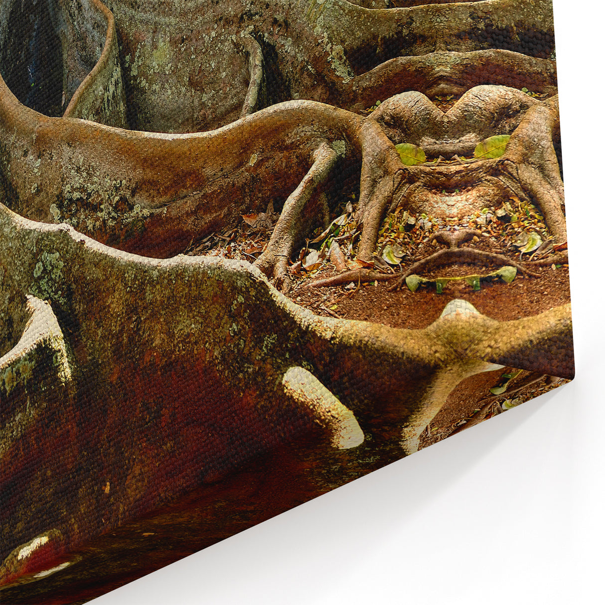 Kauai Nature Art – Majestic Tree Roots Canvas & Framed Photography