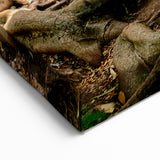 Kauai Nature Art – Majestic Tree Roots Canvas & Framed Photography