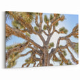 Joshua Tree From Below - Unique Desert Landscape Wall Art