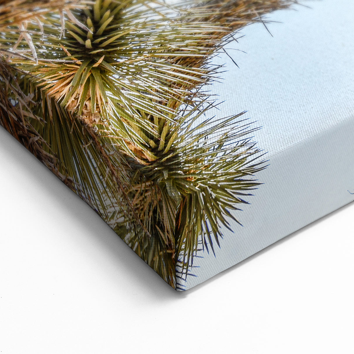 Joshua Tree From Below - Unique Desert Landscape Wall Art